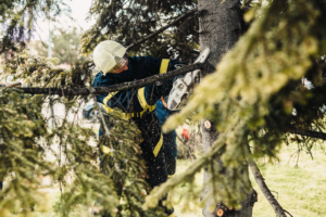 cutting trees