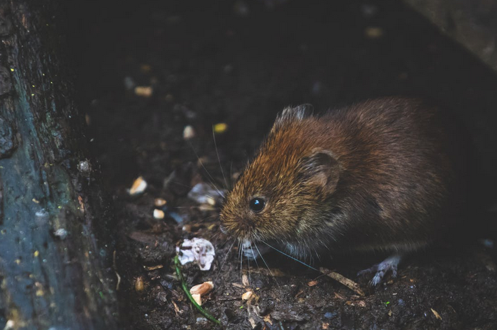 rat