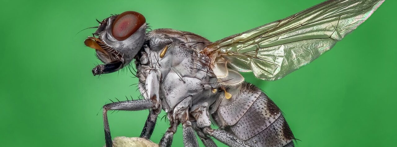 fly