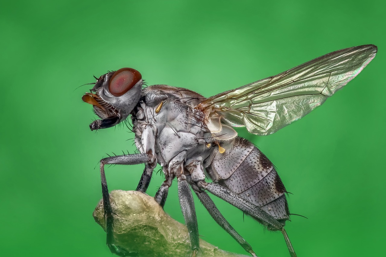fly