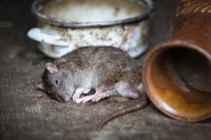 rats