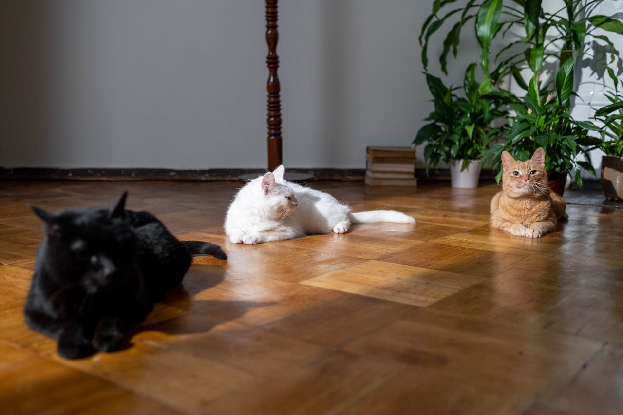 cats