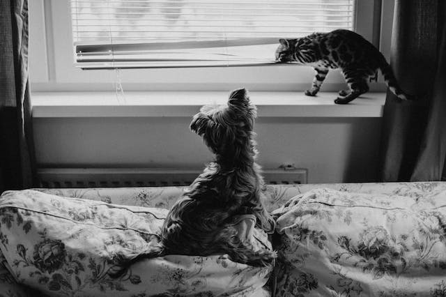 pets